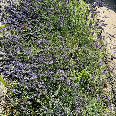 Eden 8 * Borne Sulinowo