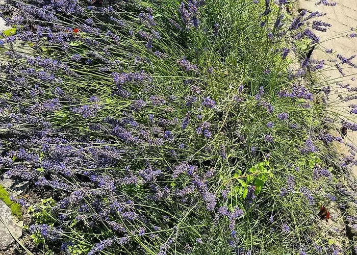 Eden 8 * Borne Sulinowo